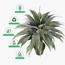 نبات صبار أجاف في وعاء - 145 سم-InfluencerCodes_Ramadan26_All_20012026-image-2