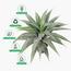 نبات صبار في وعاء - 145 سم-InfluencerCodes_Ramadan26_All_20012026-image-2
