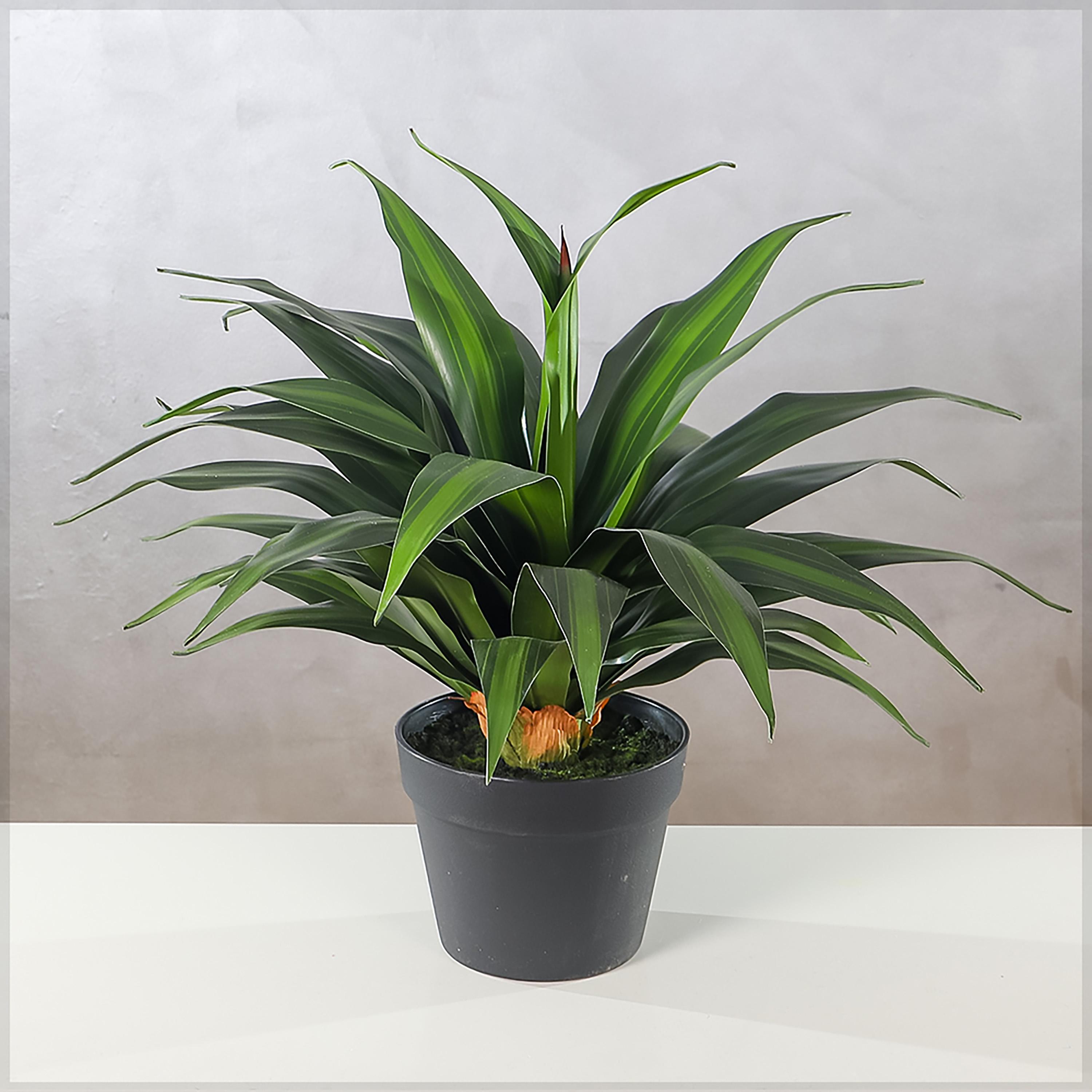Dracaena Plant with Pot - 145 cm