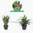 نبات دراسينا في وعاء - 145 سم-InfluencerCodes_Ramadan26_All_20012026-image-3