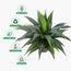 نبات دراسينا في وعاء - 145 سم-InfluencerCodes_Ramadan26_All_20012026-image-2