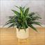 نبات دراسينا في إناء - 145 سم-InfluencerCodes_Ramadan26_All_20012026-image-5
