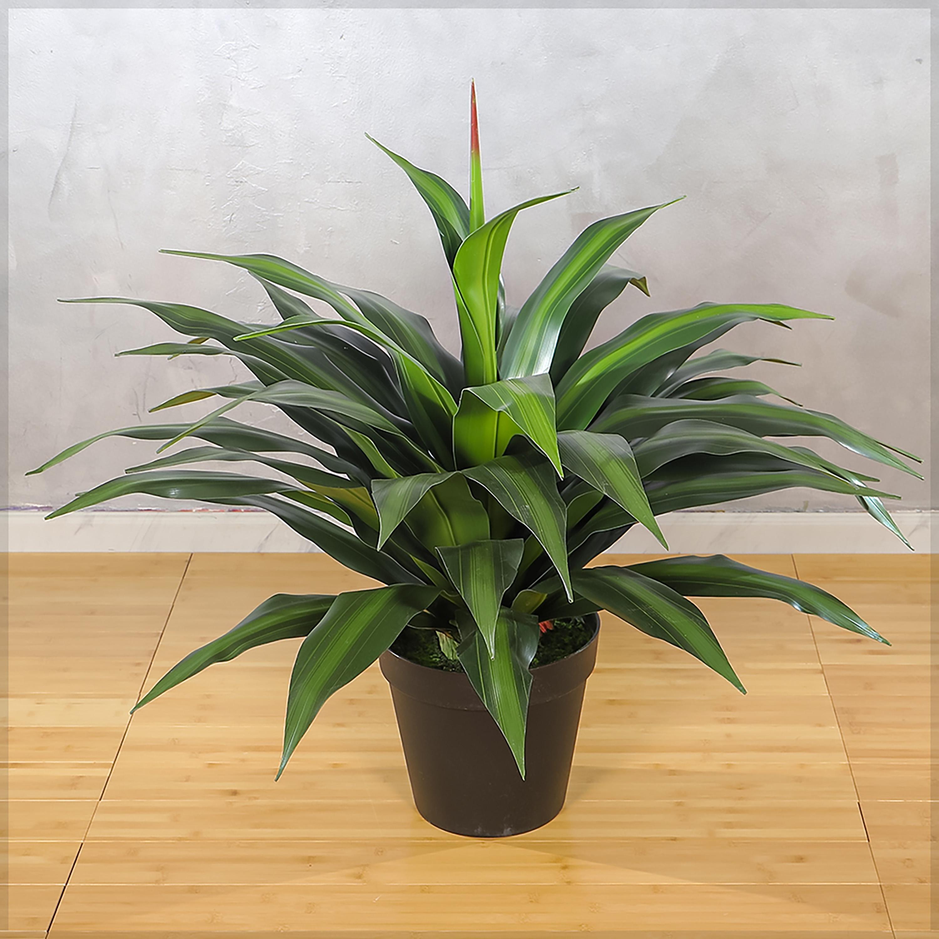 Dracaena Plant in Pot - 145 cm