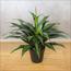 Dracaena Plant in Pot - 145 cm-InfluencerCodes_Ramadan26_All_20012026-image-1