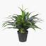 Dracaena Plant in Pot - 145 cm-InfluencerCodes_Ramadan26_All_20012026-image-2