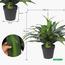 Dracaena Plant in Pot - 145 cm-InfluencerCodes_Ramadan26_All_20012026-image-3