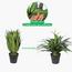 Dracaena Plant in Pot - 145 cm-InfluencerCodes_Ramadan26_All_20012026-image-4