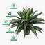 Dracaena Plant in Pot - 145 cm-InfluencerCodes_Ramadan26_All_20012026-image-5
