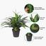 Dracaena Plant in Pot - 145 cm-InfluencerCodes_Ramadan26_All_20012026-image-6