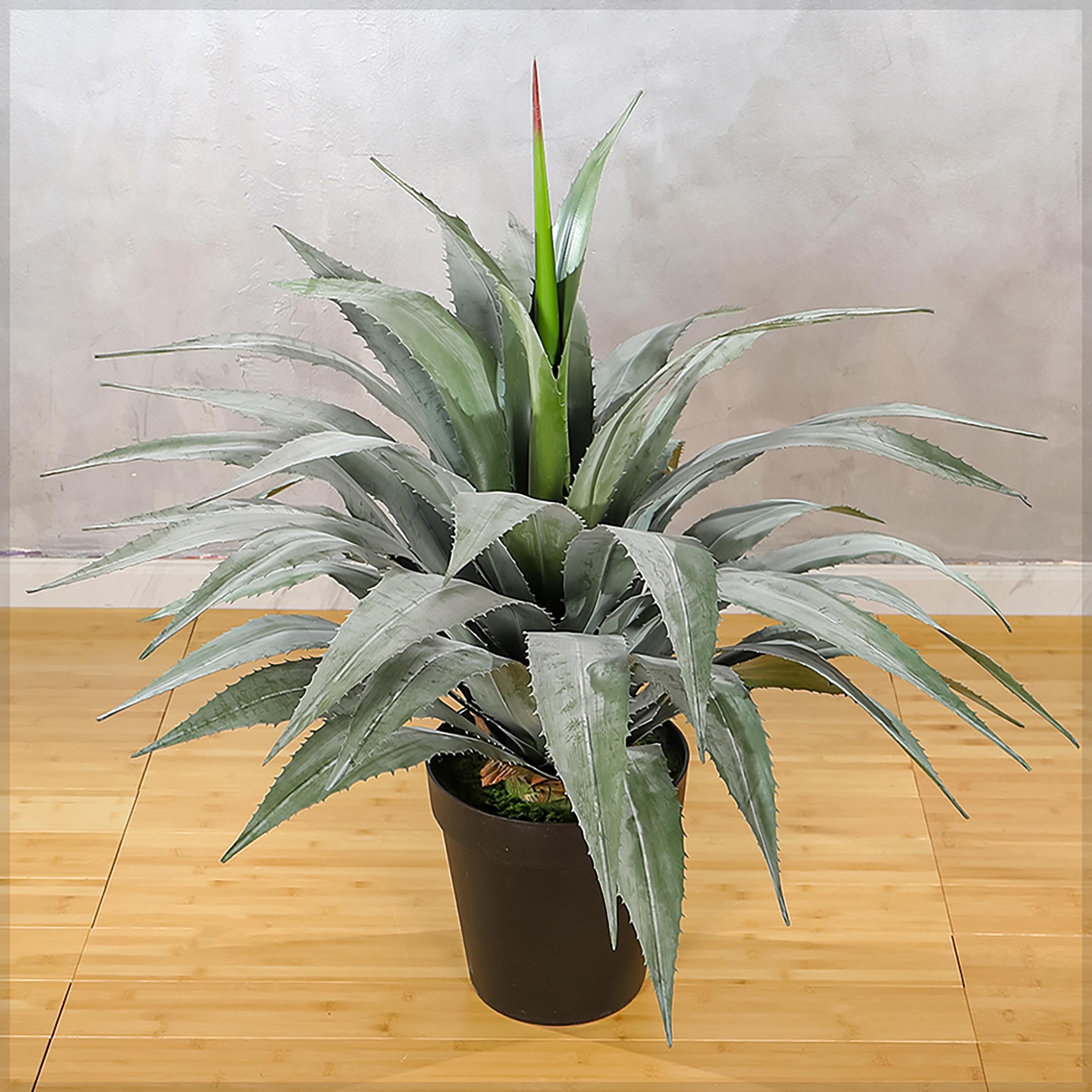 Agave Plant - 145 cm