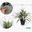 نبتة الأغاف - 145 سم-InfluencerCodes_Ramadan26_All_20012026-image-1
