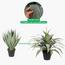 نبتة الأغاف - 145 سم-InfluencerCodes_Ramadan26_All_20012026-image-4