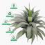 نبتة الأغاف - 145 سم-InfluencerCodes_Ramadan26_All_20012026-image-3