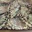 The 8 Senses Living Abalone Seashell Decorative Plate - 25 cm-InfluencerCodes_Ramadan26_All_20012026-image-4