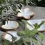 The 8 Senses Living Flower Seashells Decorative Bowl-InfluencerCodes_Ramadan26_All_20012026-image-6