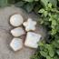 The 8 Senses Living Polygon Seashells Decorative Bowl - 10 cm-InfluencerCodes_Ramadan26_All_20012026-image-5