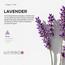 زيت عطري باللافندر - بريز أوف جوي من دكتور سنت-InfluencerCodes_Ramadan26_All_20012026-image-4