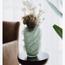 House of Serene Verde Glass Vase - 42 cm-promo_HC_AE_discountpromo_20042020-image-1