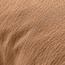 وسادة محشوة - سيينا أليسيا - 50x50 سم-promo_HC_AE_discountpromo_20042020-image-1