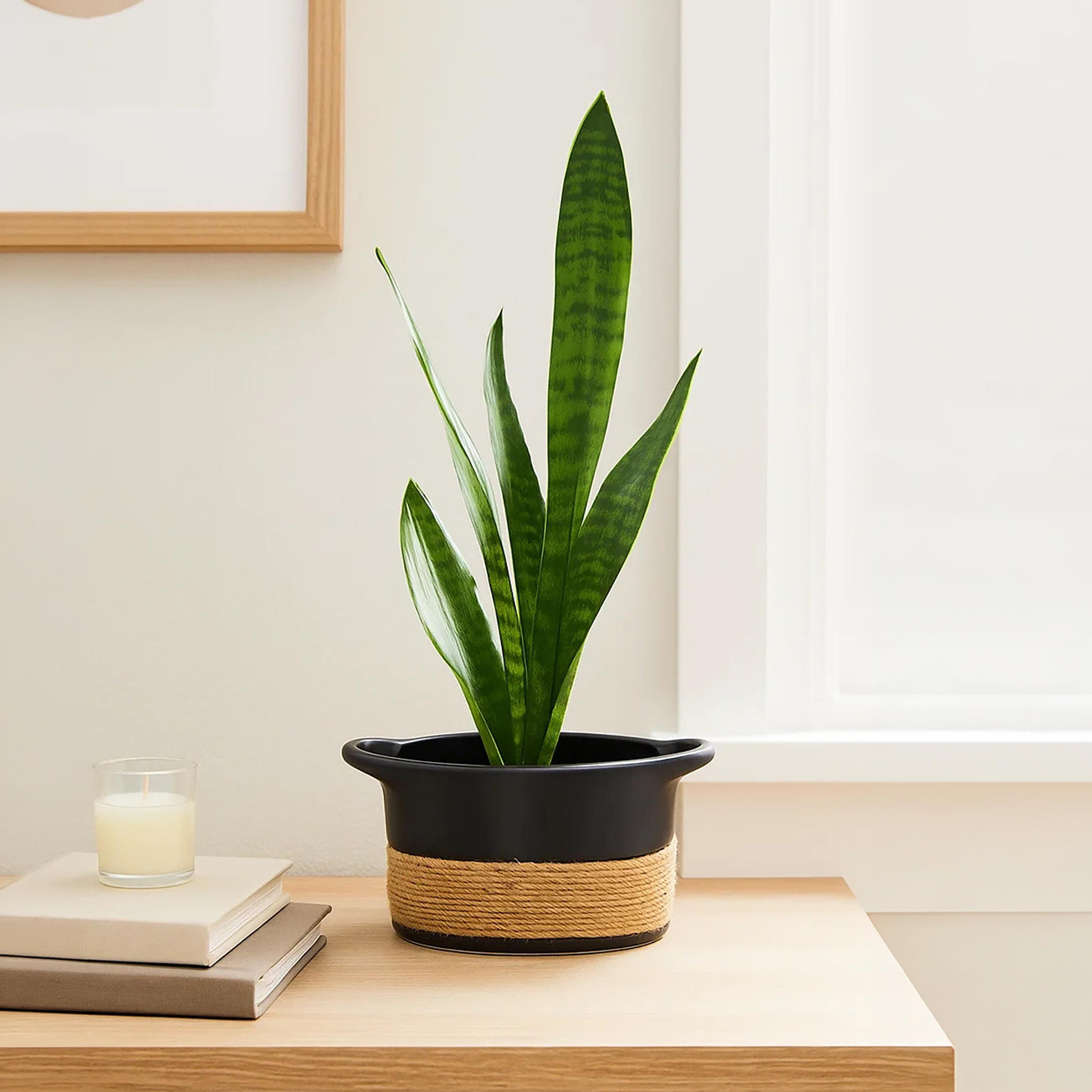 أصيص نباتات بتصميم سلة من السيراميك متعدد الألوان من ماريا هومز-household-gardenandoutdoor-potsandplanters-image-1
