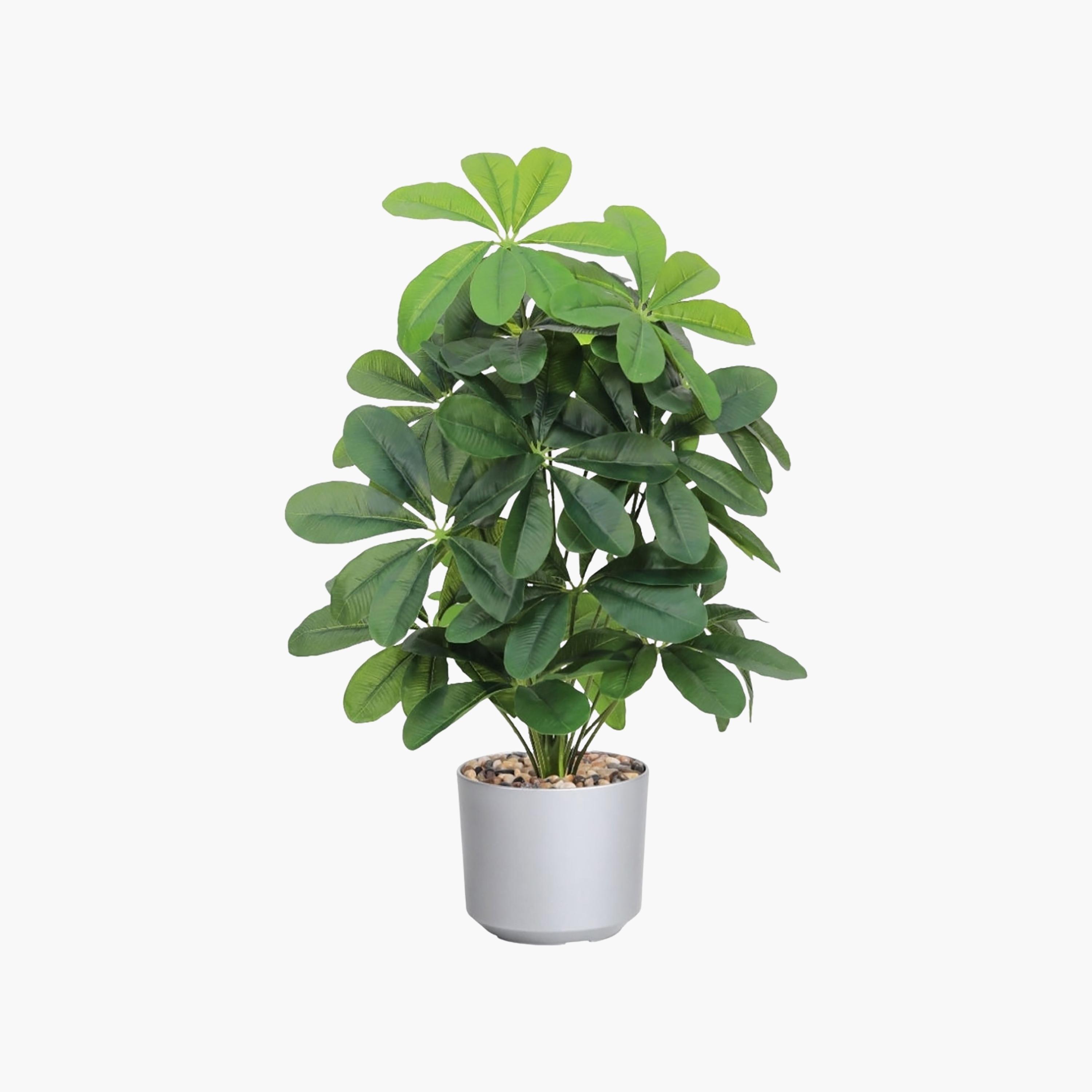 نبتة شيفليرا صناعية بأصيص من ماريا هومز-household-gardenandoutdoor-artificialflowersandplants-flowers-image-2