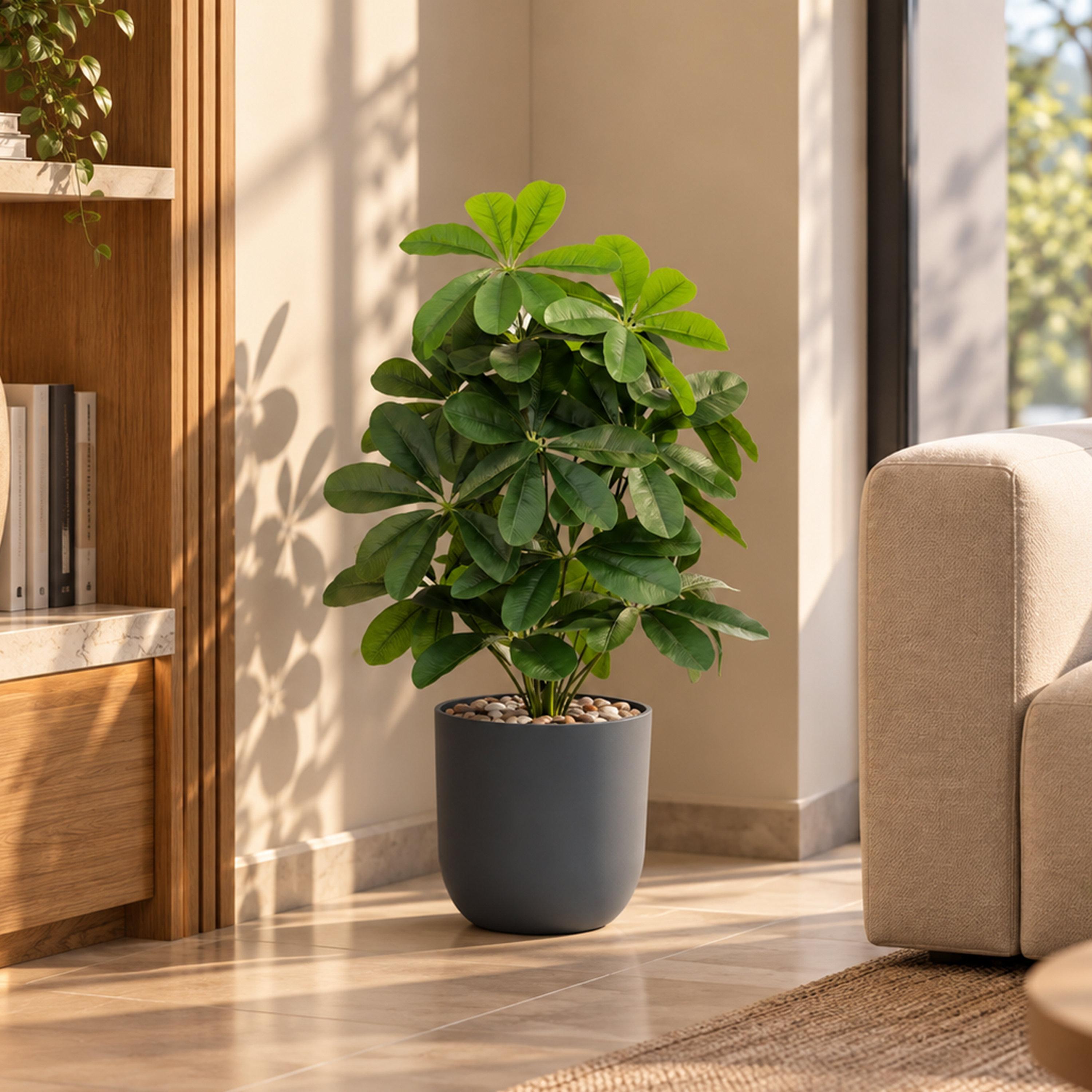نبتة شيفليرا صناعية بأصيص من ماريا هومز-household-gardenandoutdoor-artificialflowersandplants-flowers-image-1