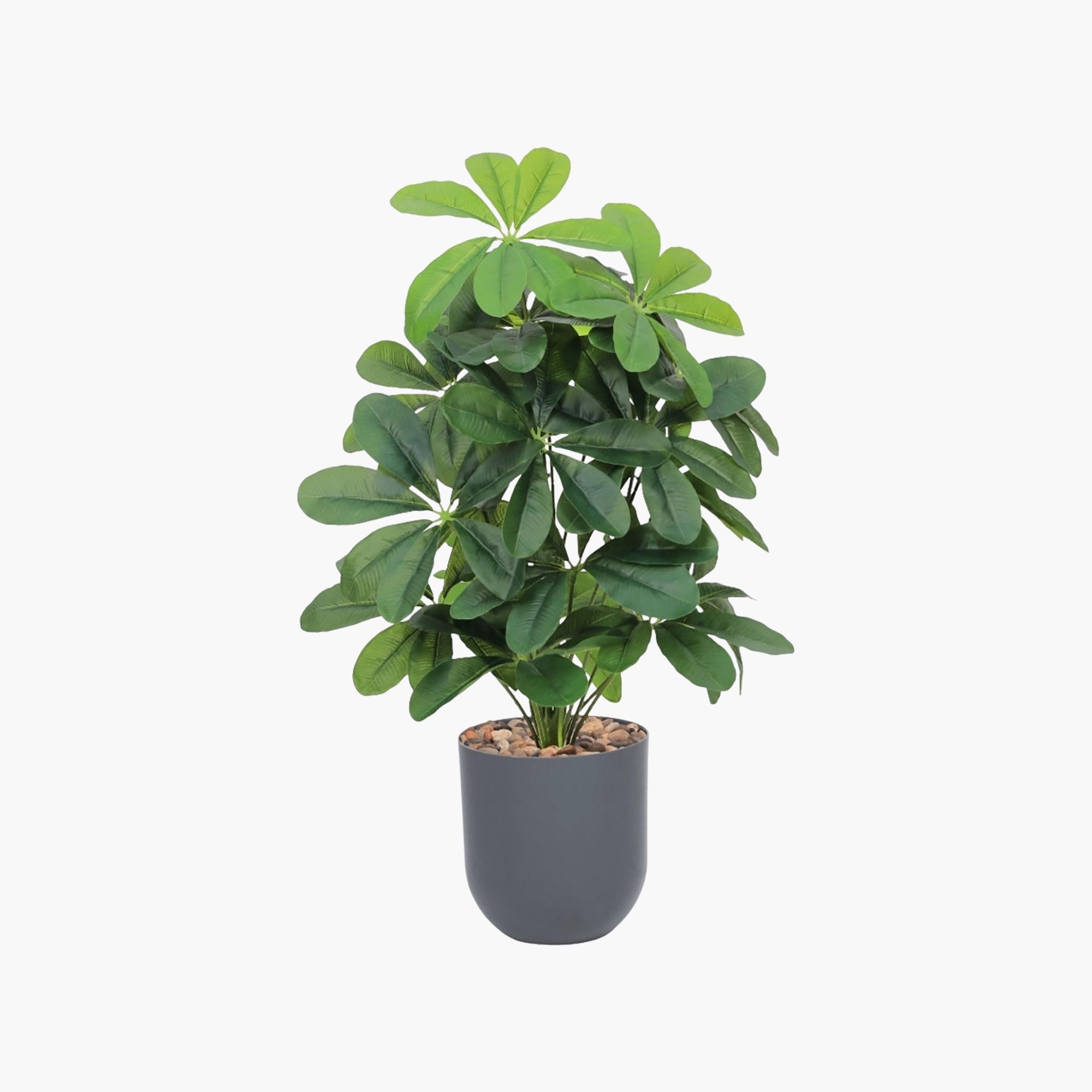 نبتة شيفليرا صناعية بأصيص من ماريا هومز-household-gardenandoutdoor-artificialflowersandplants-flowers-image-2