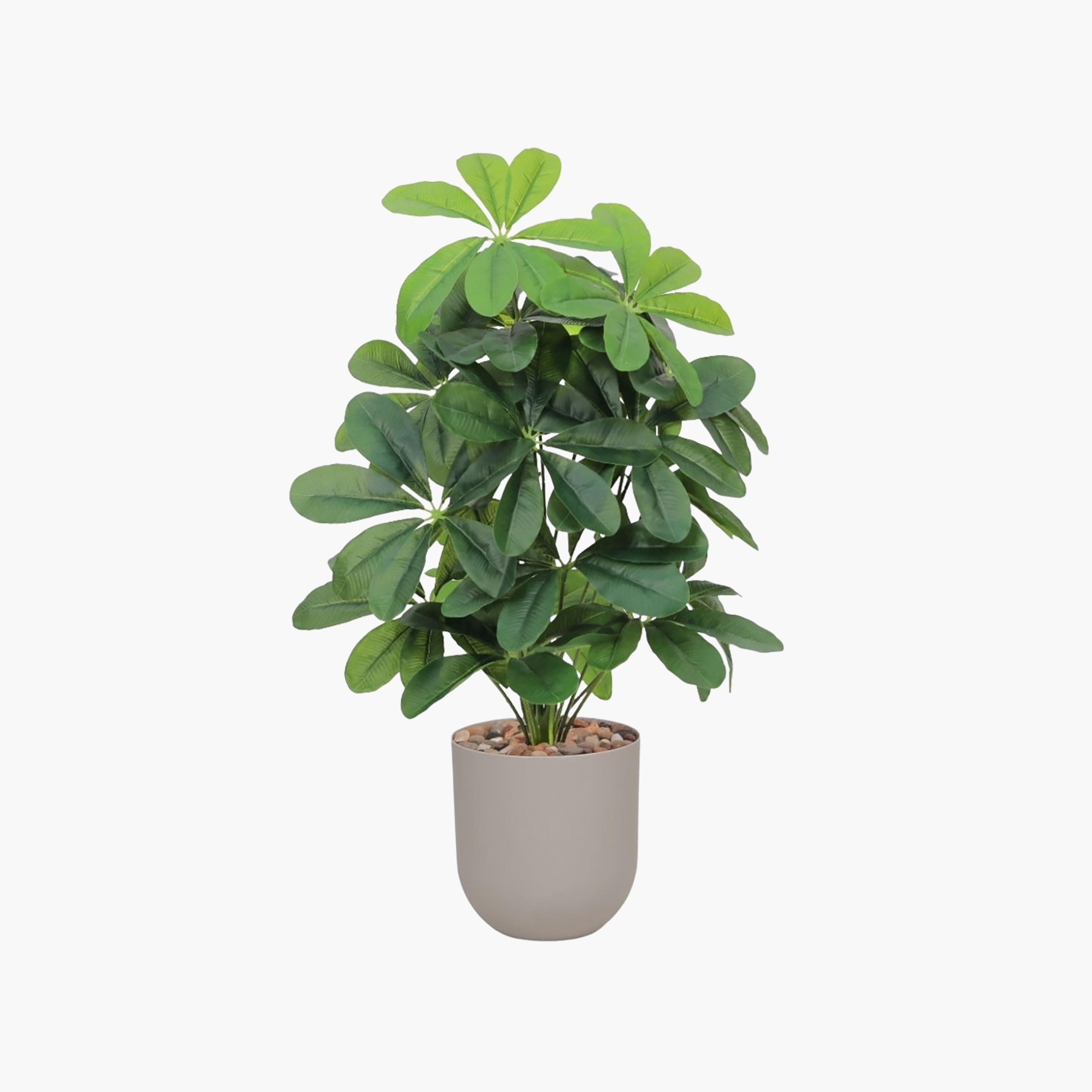 نبتة شيفليرا صناعية بأصيص من ماريا هومز-household-gardenandoutdoor-artificialflowersandplants-flowers-image-2