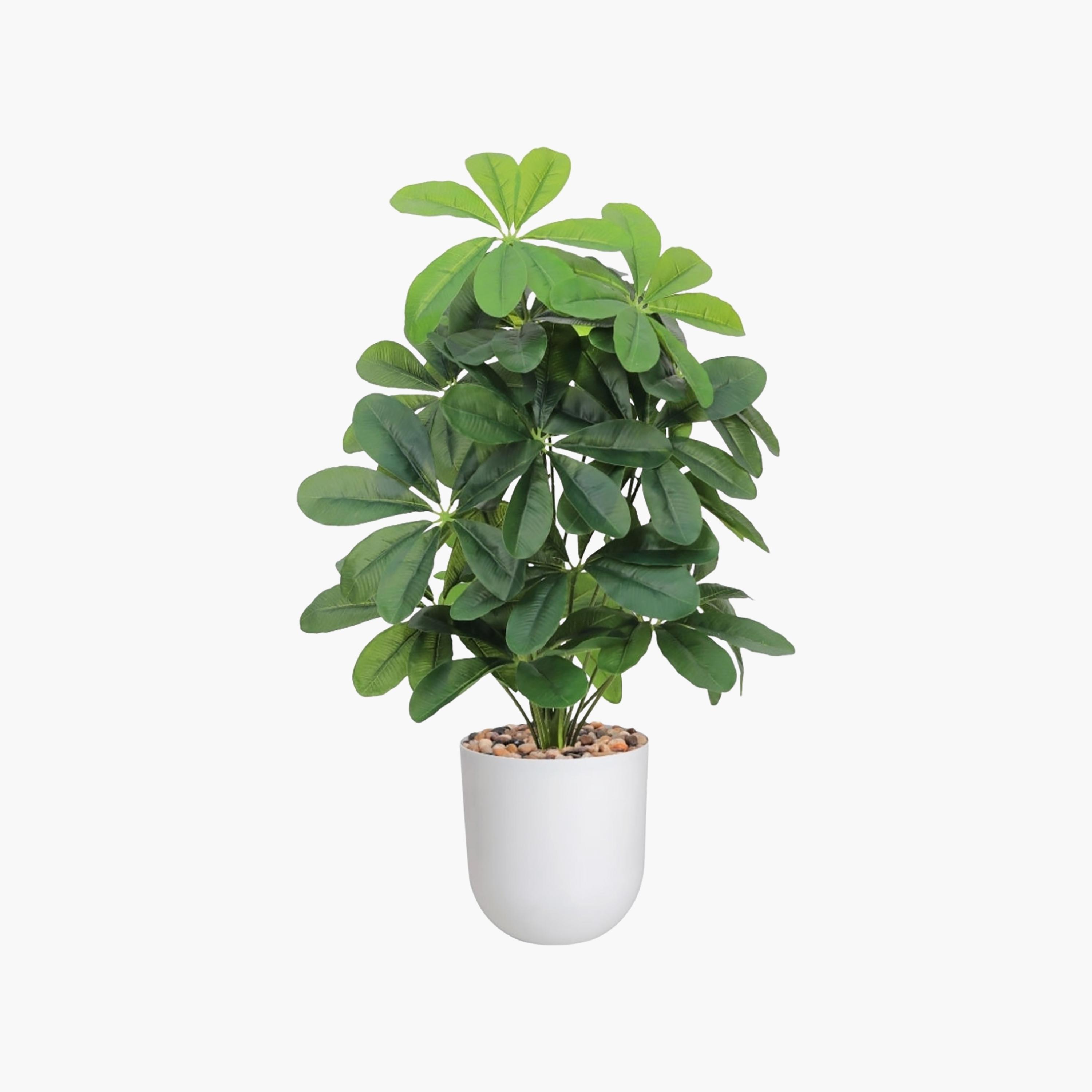 نبتة شيفليرا صناعية بأصيص من ماريا هومز-household-gardenandoutdoor-artificialflowersandplants-flowers-image-2