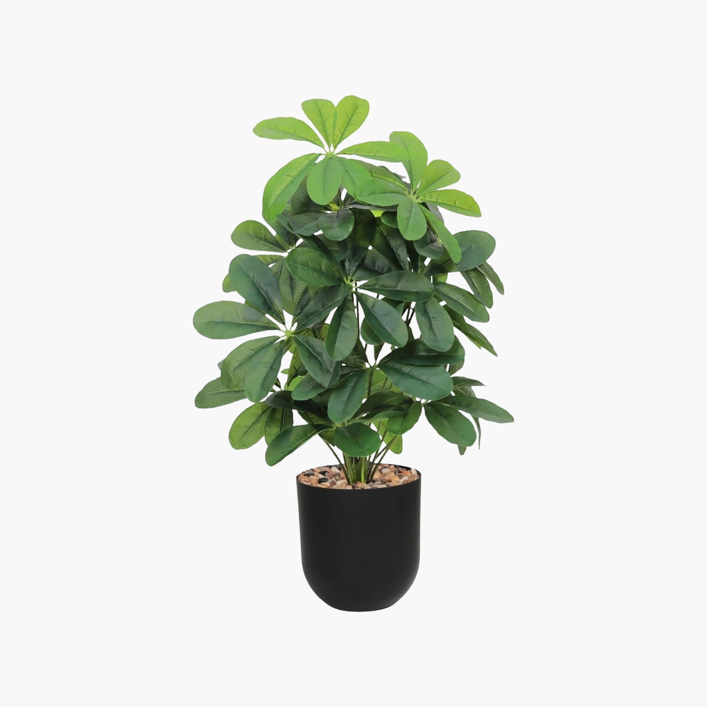 نبتة شيفليرا صناعية بأصيص من ماريا هومز-household-gardenandoutdoor-artificialflowersandplants-flowers-image-2