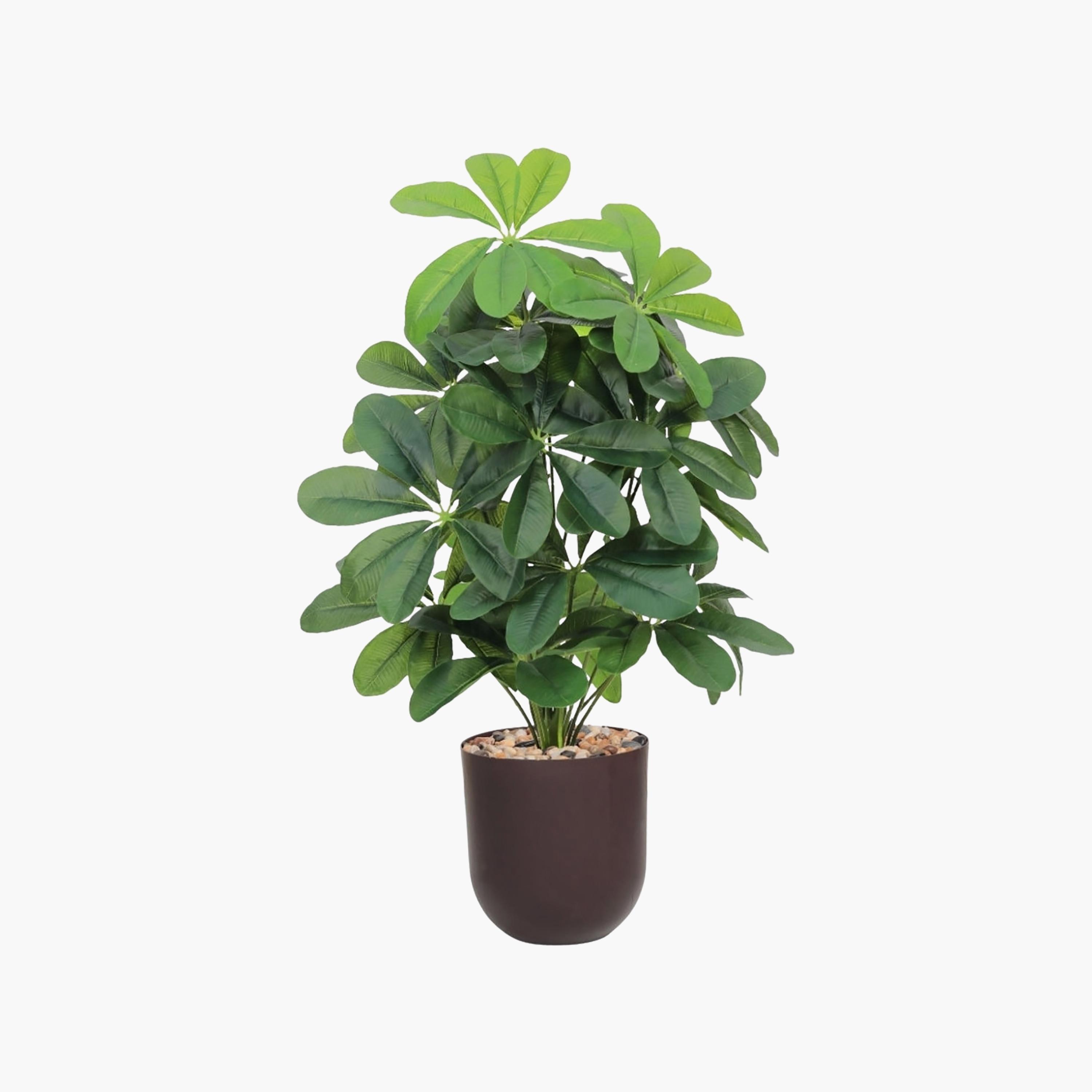 نبتة شيفليرا صناعية بأصيص من ماريا هومز-household-gardenandoutdoor-artificialflowersandplants-flowers-image-2