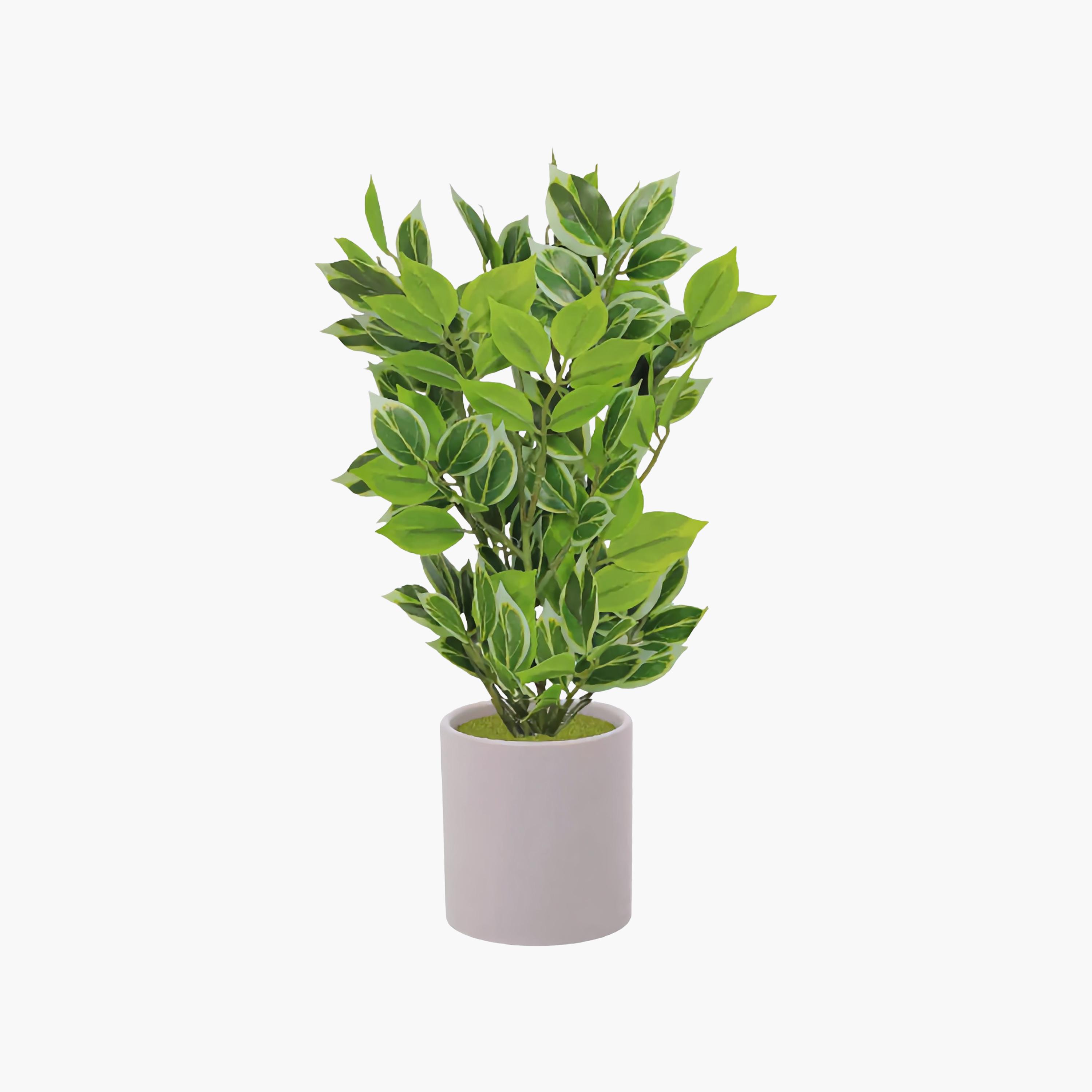نبات أوراق صناعي مع أصيص سيراميك من ماريا هومز-household-gardenandoutdoor-artificialflowersandplants-flowers-image-2