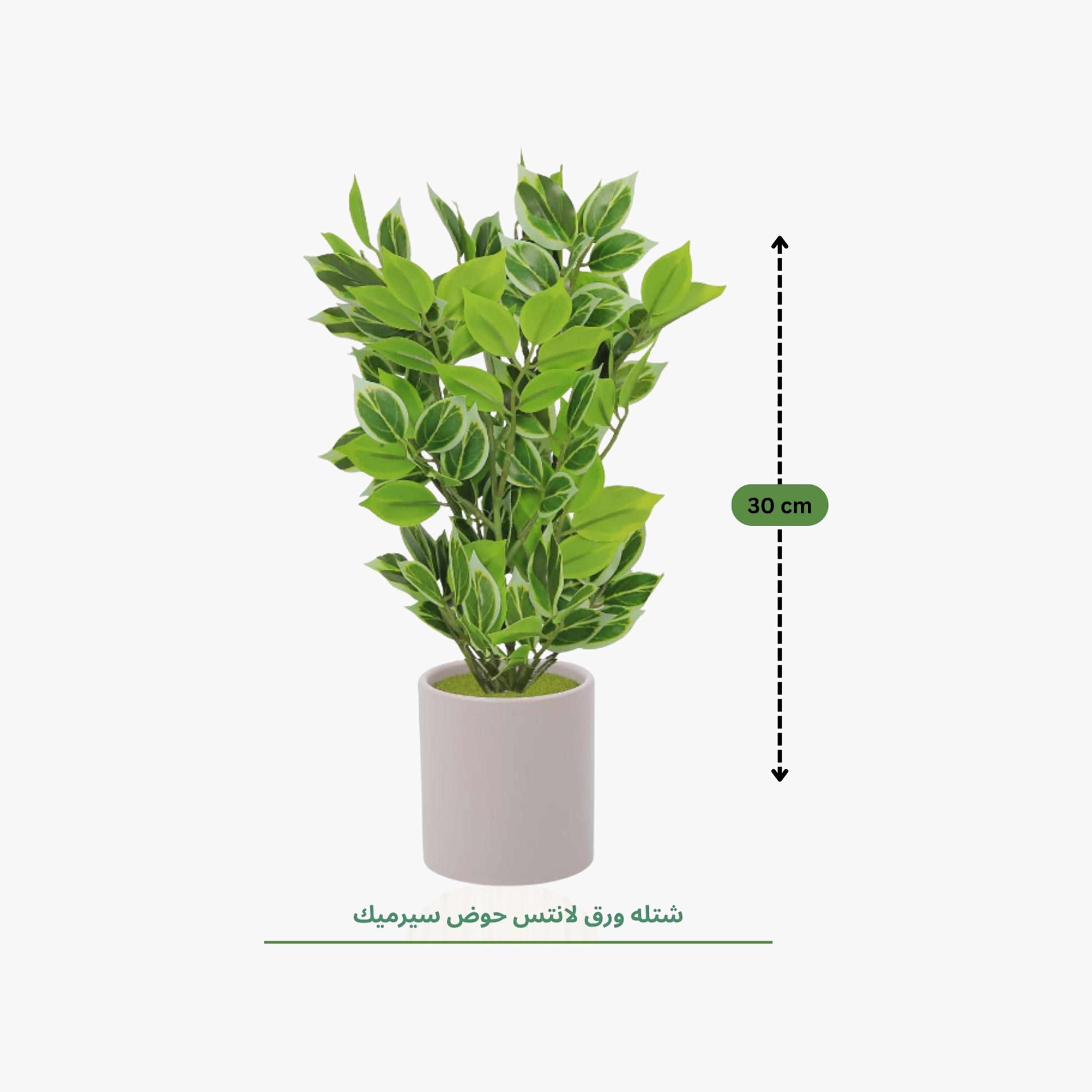 نبات أوراق صناعي مع أصيص سيراميك من ماريا هومز-household-gardenandoutdoor-artificialflowersandplants-flowers-image-4