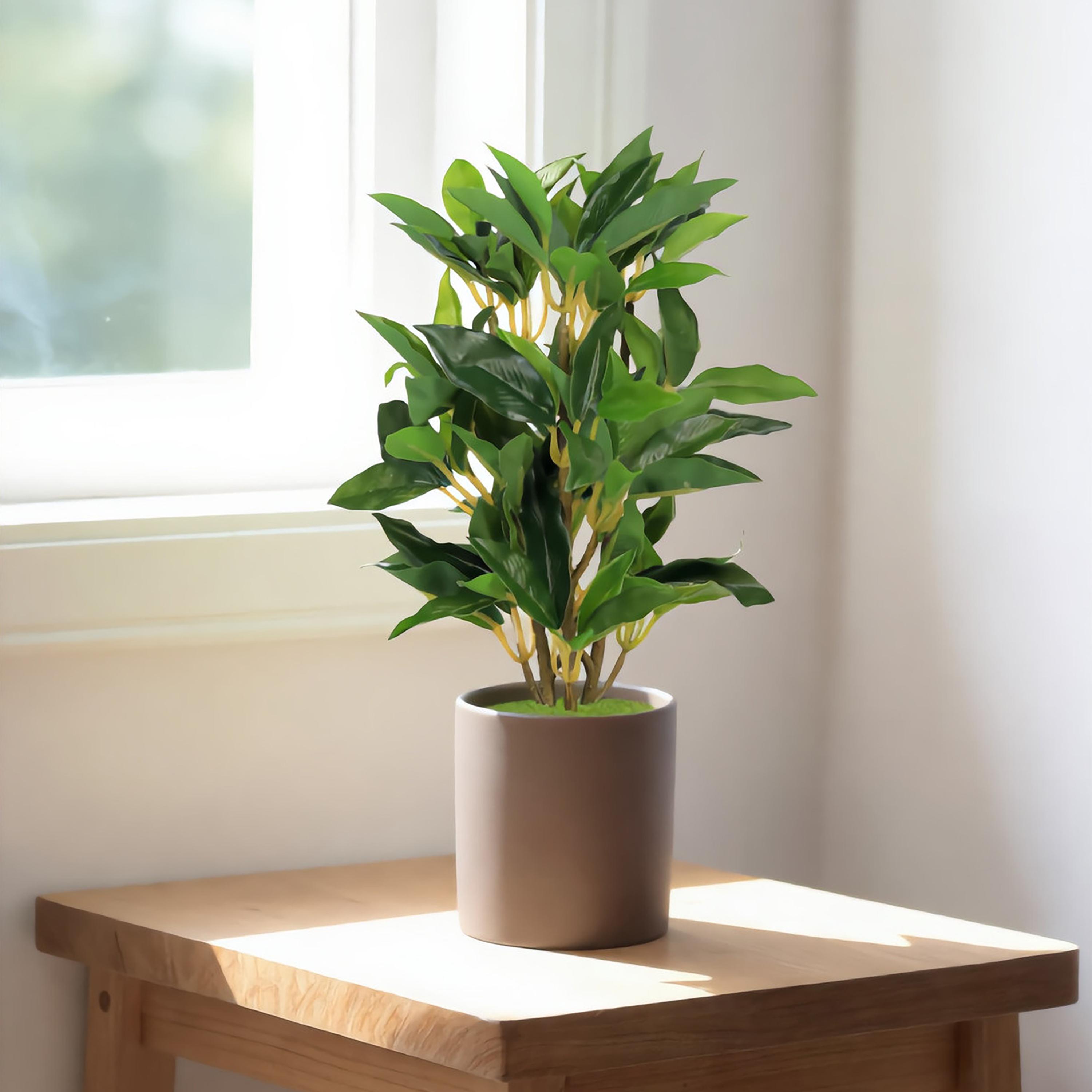 Maria Homes Brown Artificial Ficus Plant with Ceramic Pot-household-gardenandoutdoor-artificialflowersandplants-flowers-image-1