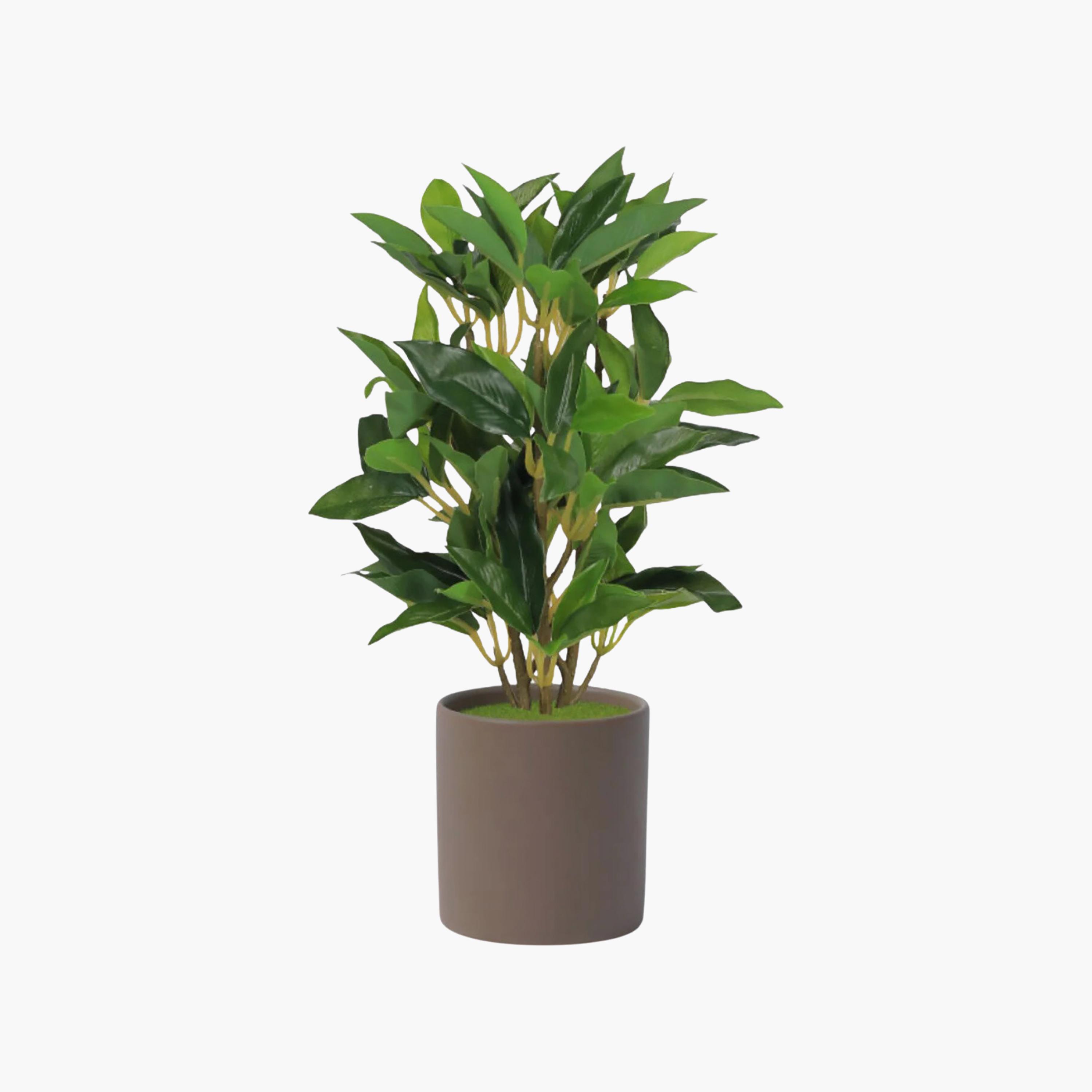 Maria Homes Brown Artificial Ficus Plant with Ceramic Pot-household-gardenandoutdoor-artificialflowersandplants-flowers-image-2