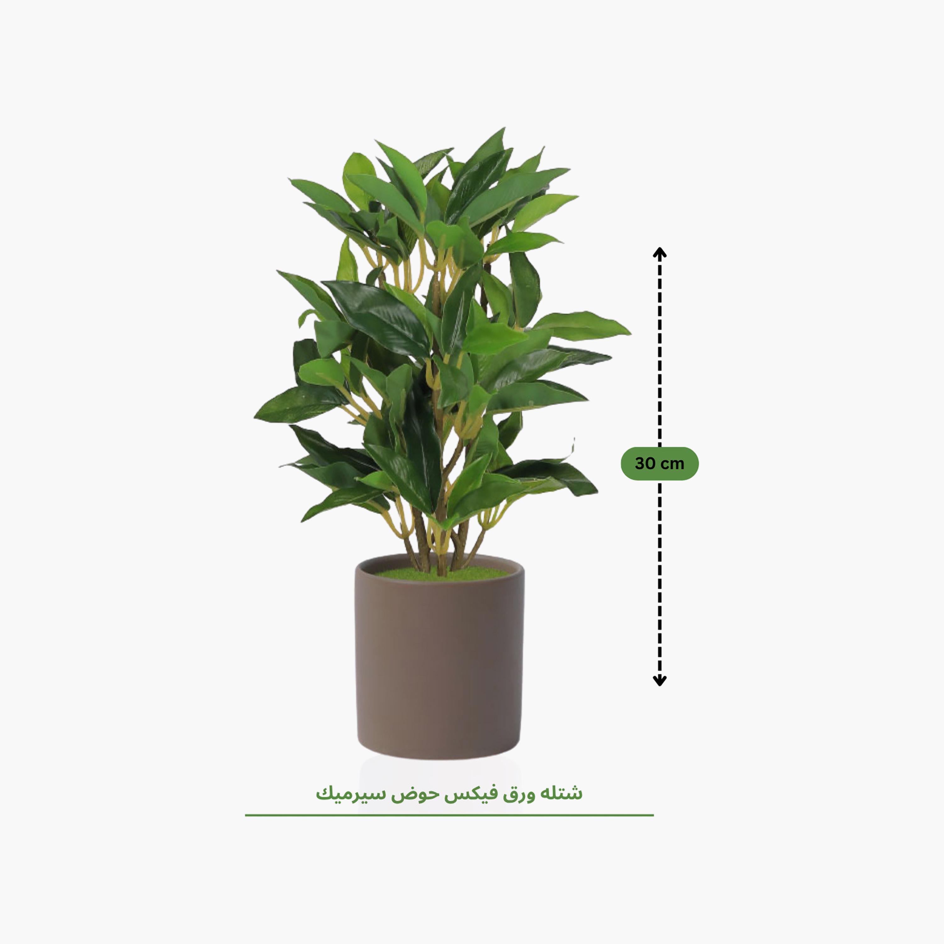 Maria Homes Brown Artificial Ficus Plant with Ceramic Pot-household-gardenandoutdoor-artificialflowersandplants-flowers-image-4