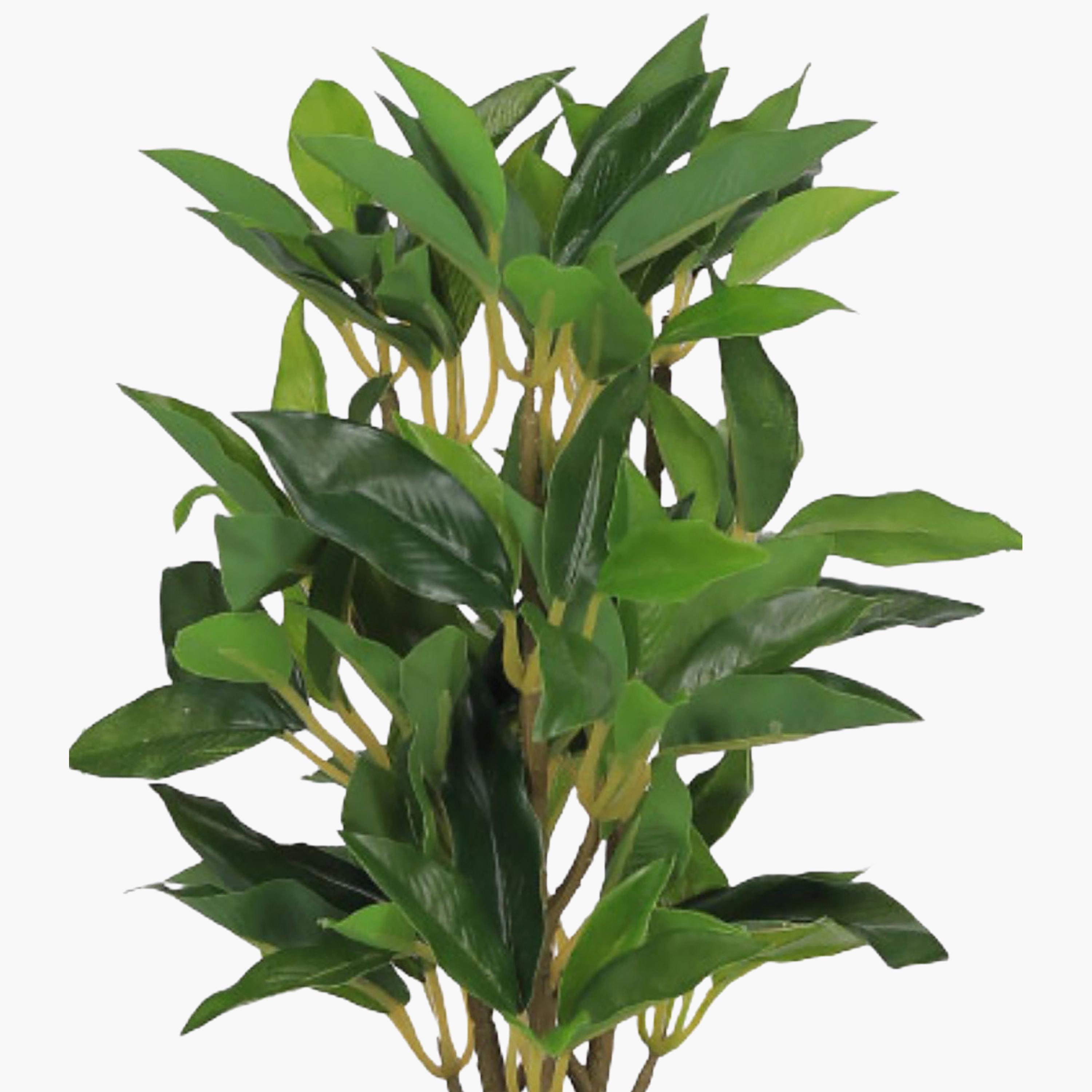 Maria Homes Artificial Ficus Plant with Ceramic Pot-household-gardenandoutdoor-artificialflowersandplants-flowers-image-3