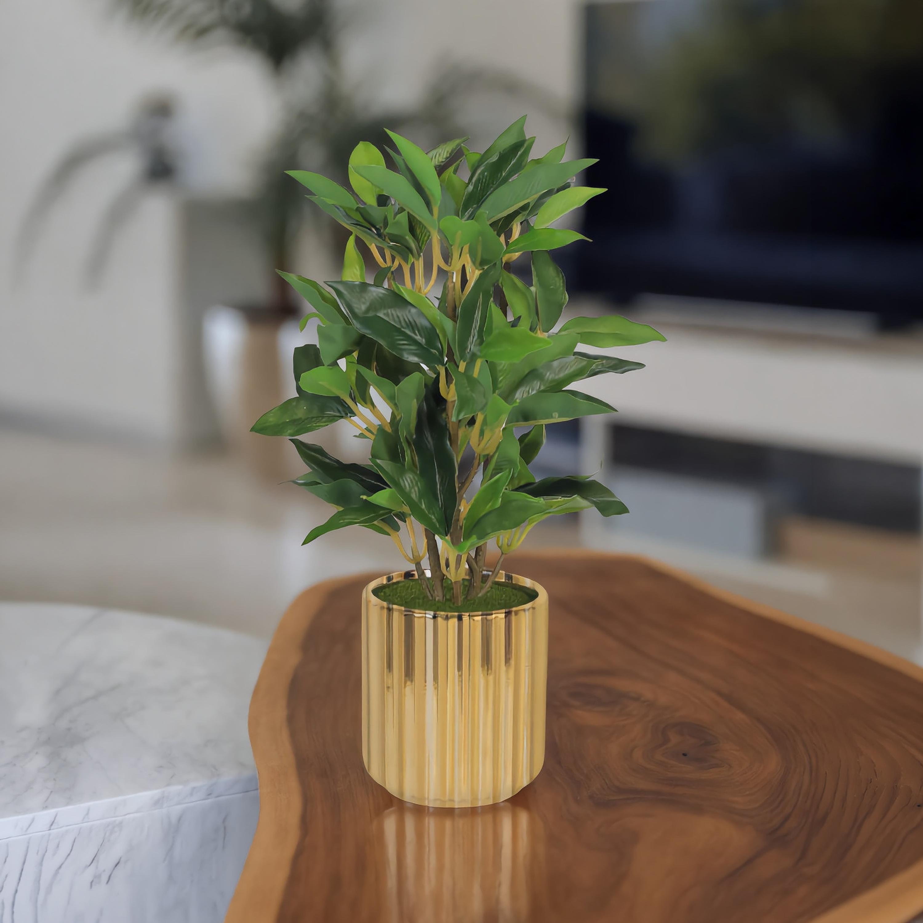 Maria Homes Artificial Ficus Plant with Ceramic Pot-household-gardenandoutdoor-artificialflowersandplants-flowers-image-1