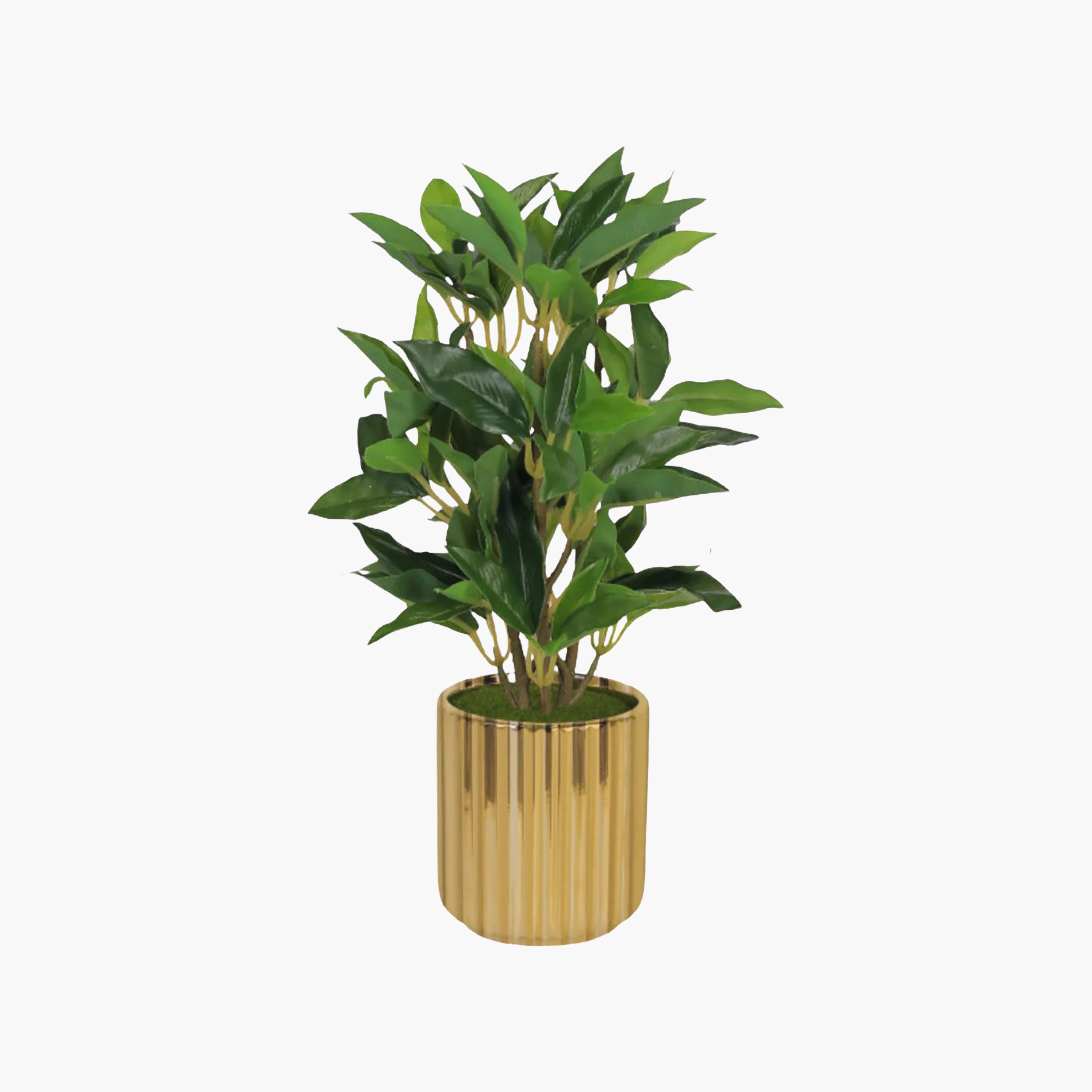 Maria Homes Artificial Ficus Plant with Ceramic Pot-household-gardenandoutdoor-artificialflowersandplants-flowers-image-2