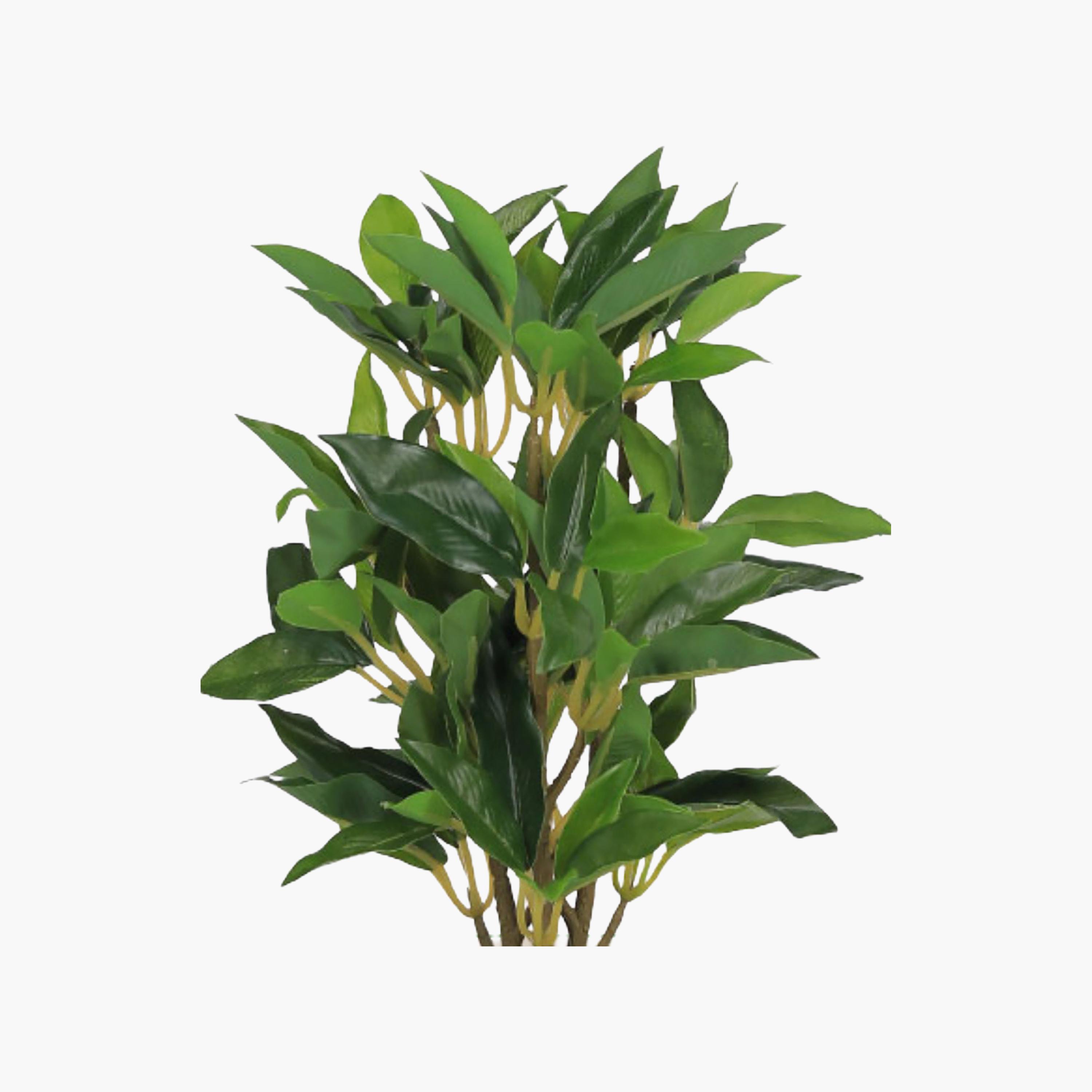 Maria Homes Artificial Ficus Plant with Ceramic Pot-household-gardenandoutdoor-artificialflowersandplants-flowers-image-3