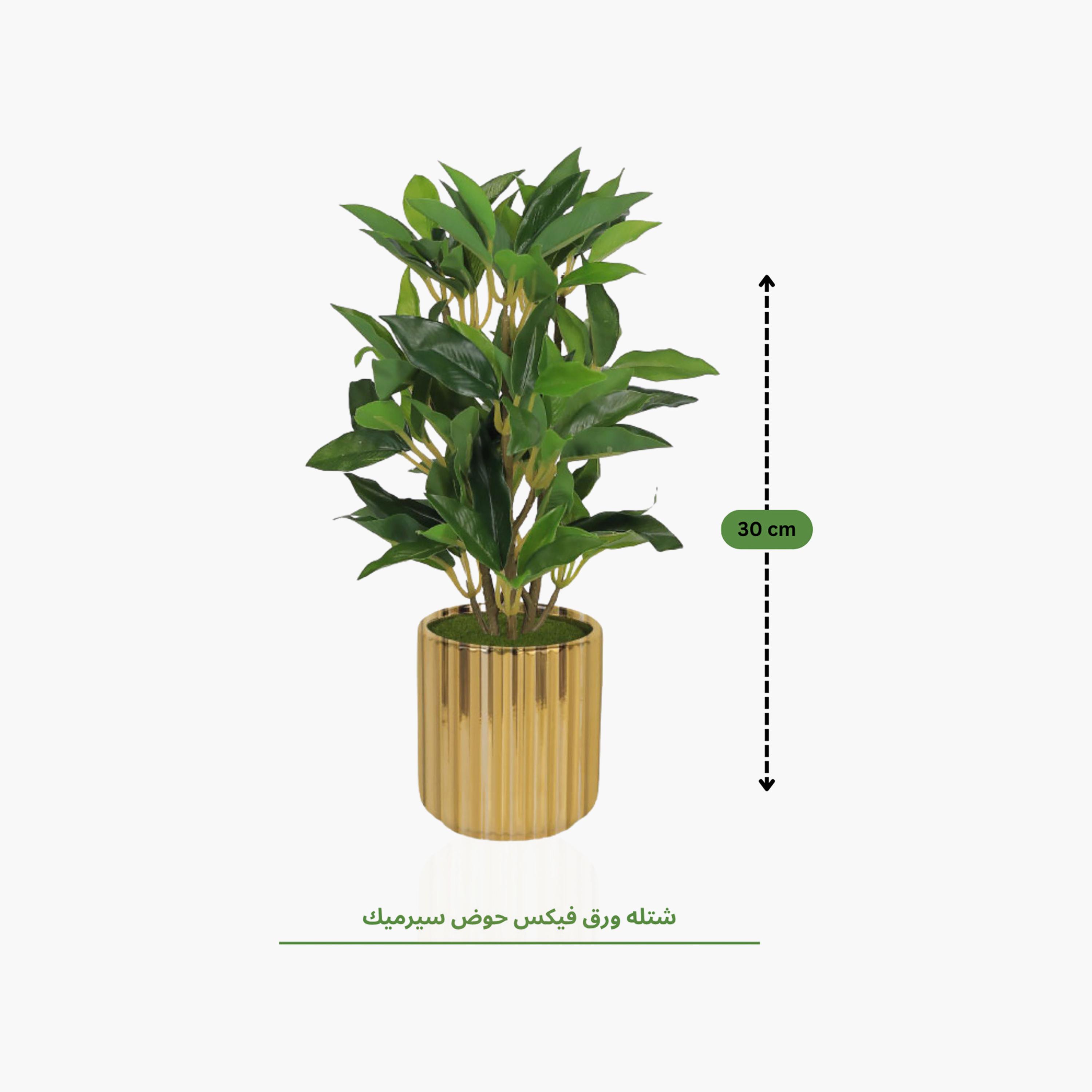 Maria Homes Artificial Ficus Plant with Ceramic Pot-household-gardenandoutdoor-artificialflowersandplants-flowers-image-4