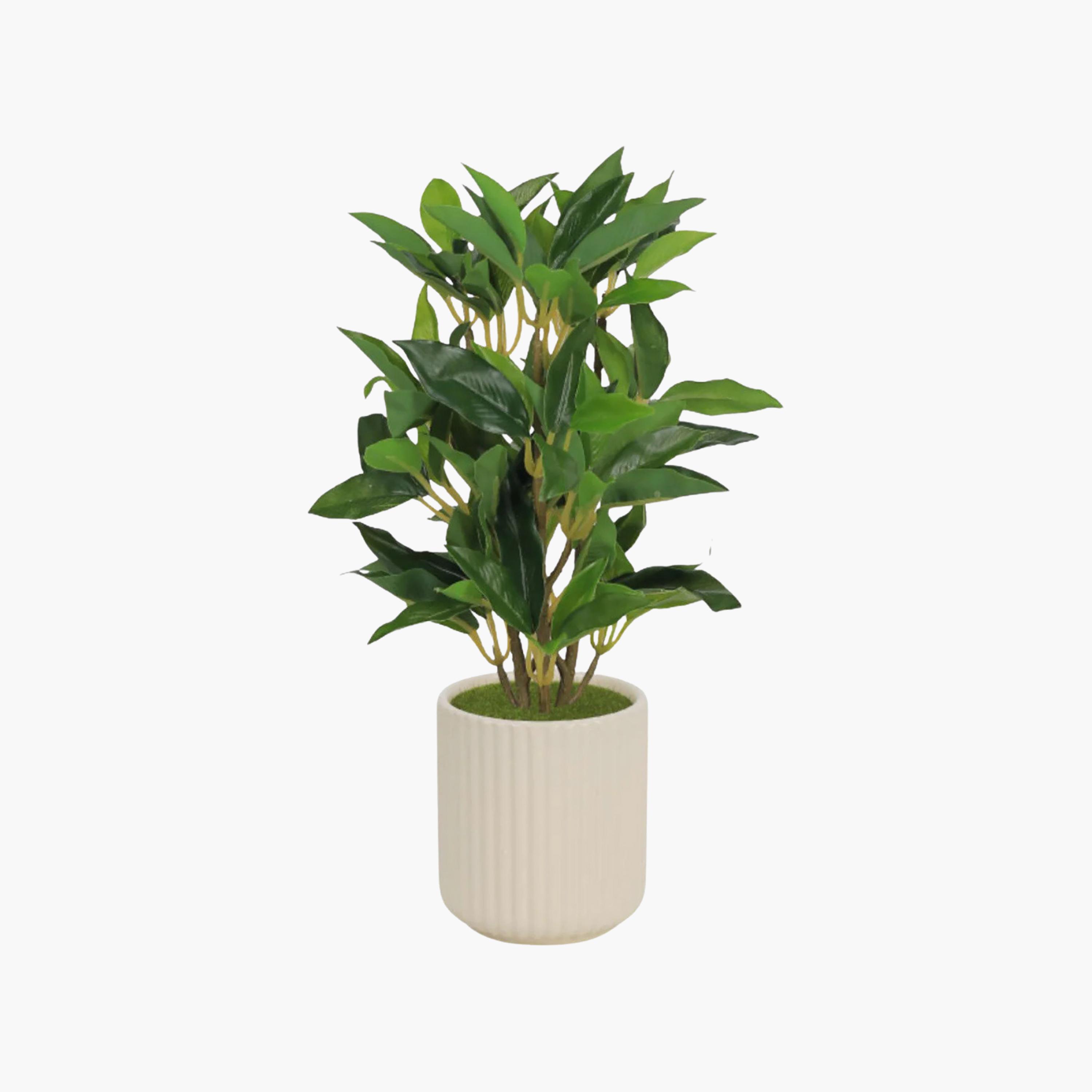 نبتة فيكس صناعية مع وعاء سيراميك من ماريا هومز-household-gardenandoutdoor-artificialflowersandplants-flowers-image-2