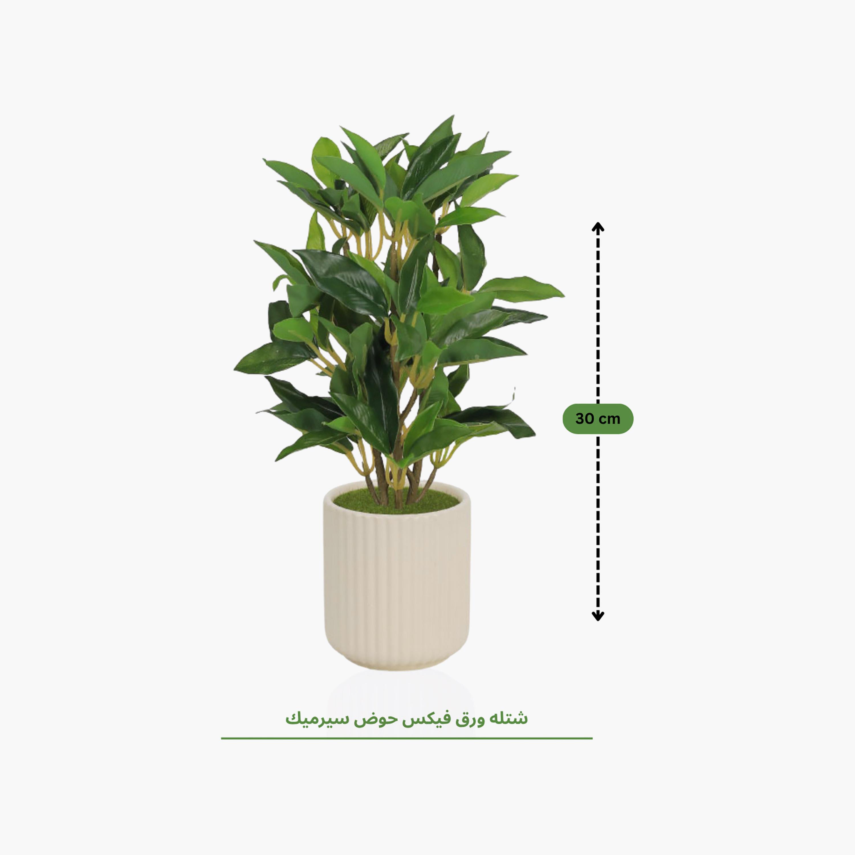 نبتة فيكس صناعية مع وعاء سيراميك من ماريا هومز-household-gardenandoutdoor-artificialflowersandplants-flowers-image-4