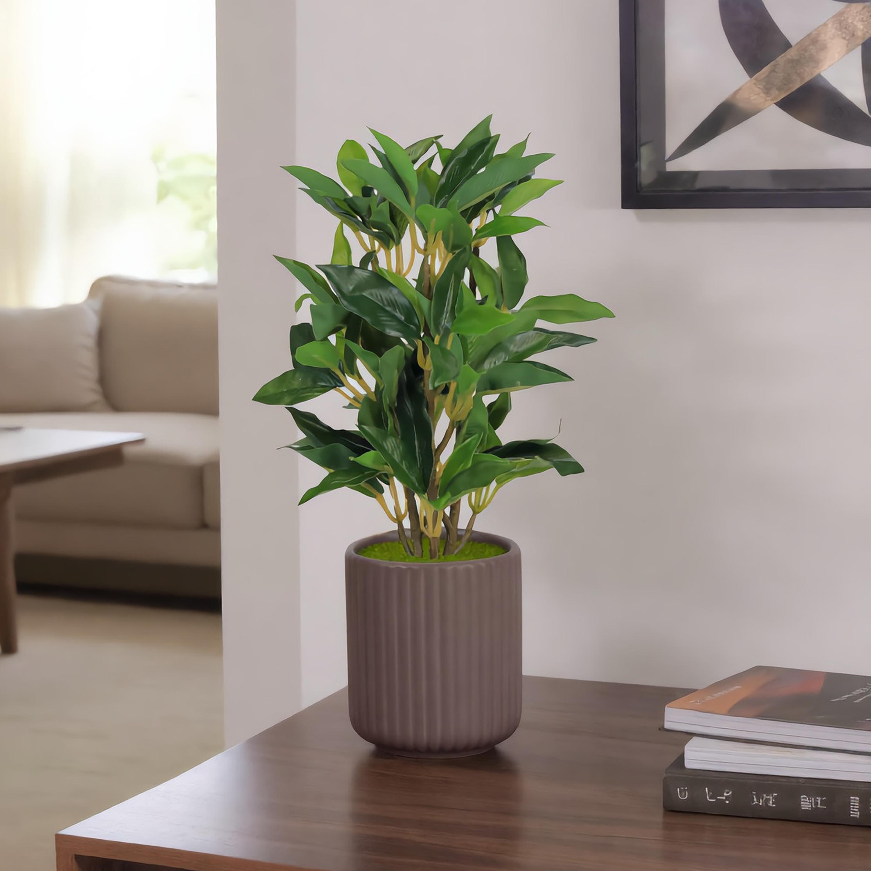 نبتة فيكس صناعية بني مع وعاء سيراميك من ماريا هومز-household-gardenandoutdoor-artificialflowersandplants-flowers-image-1