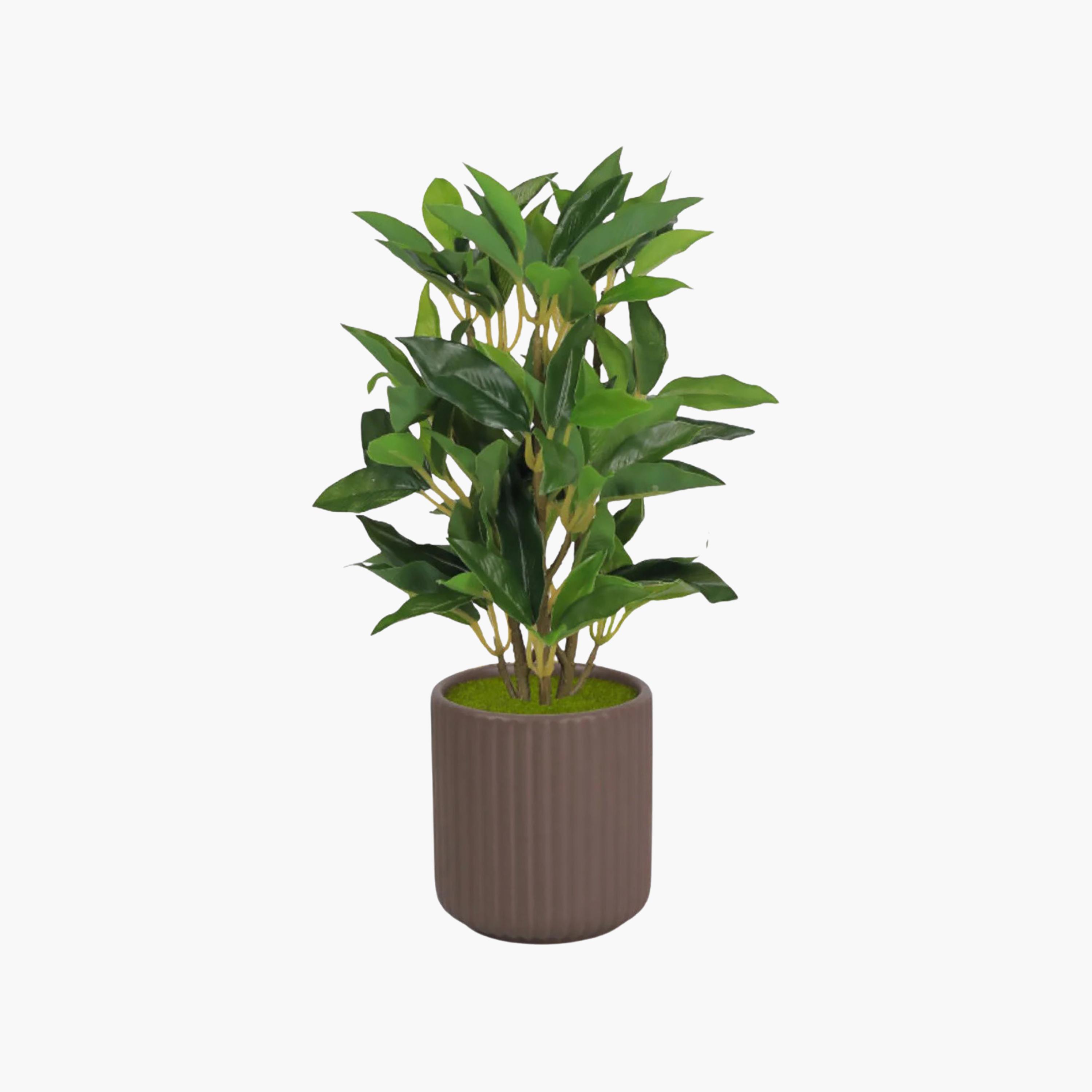 نبتة فيكس صناعية بني مع وعاء سيراميك من ماريا هومز-household-gardenandoutdoor-artificialflowersandplants-flowers-image-2