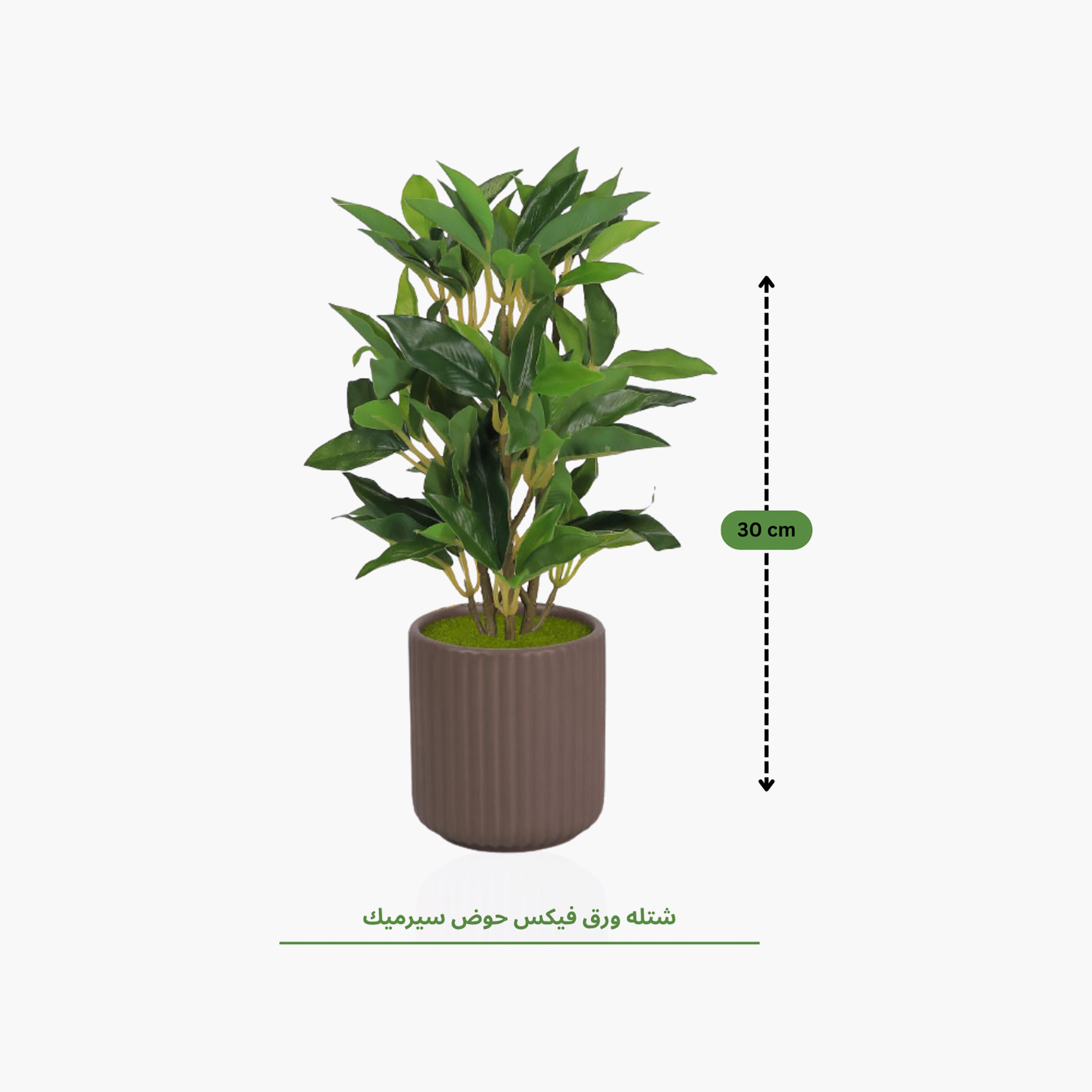 نبتة فيكس صناعية بني مع وعاء سيراميك من ماريا هومز-household-gardenandoutdoor-artificialflowersandplants-flowers-image-4