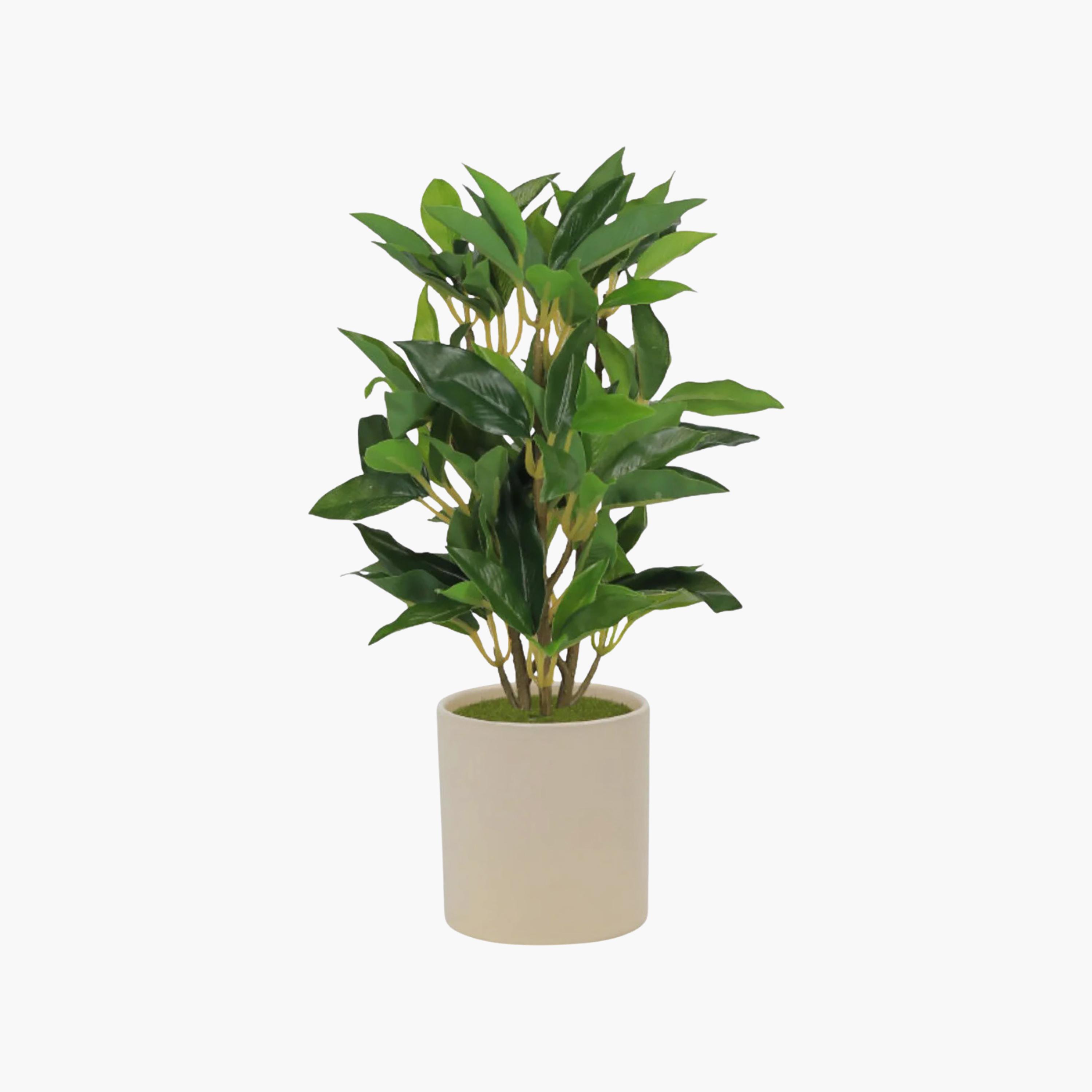 نبات فيكس صناعي بيج مع أصيص سيراميك من ماريا هومز-household-gardenandoutdoor-artificialflowersandplants-flowers-image-2