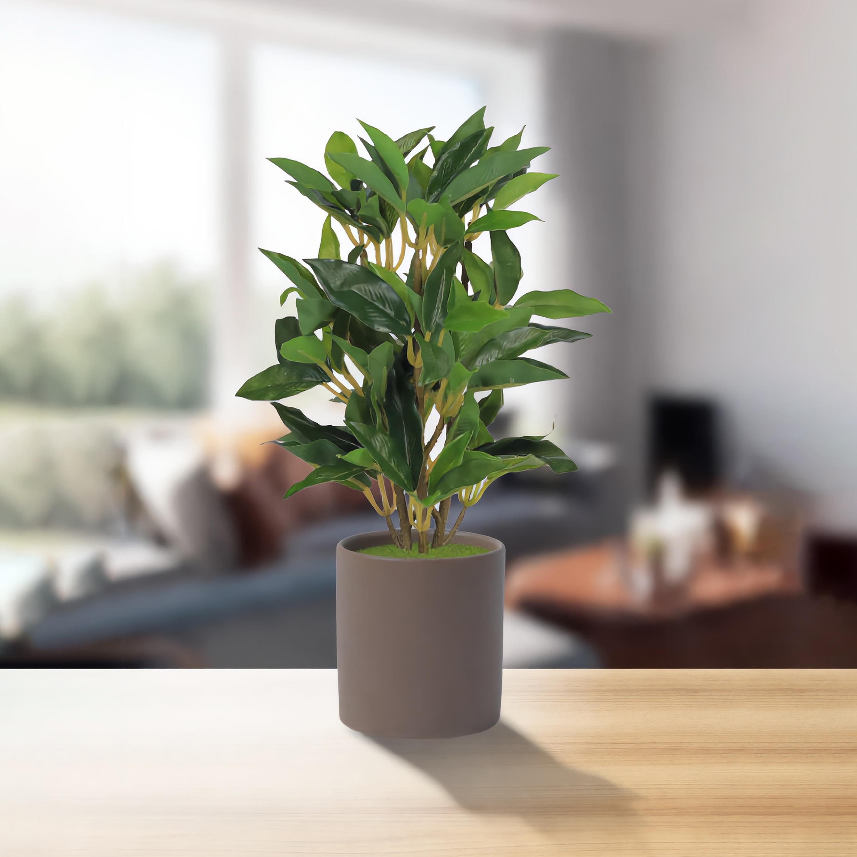 Maria Homes Multicolour Artificial Ficus Plant with Ceramic Pot-household-gardenandoutdoor-artificialflowersandplants-flowers-image-1