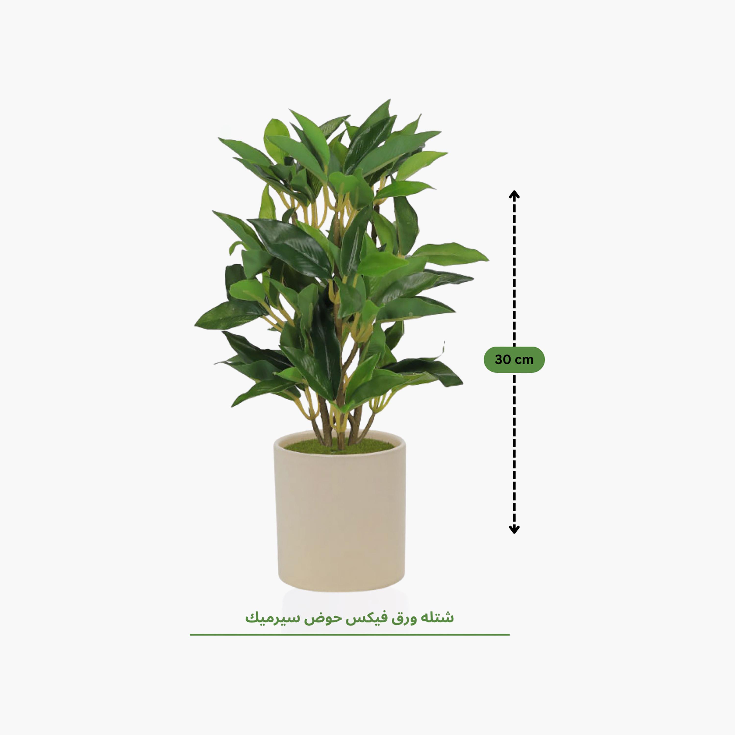 Maria Homes Multicolour Artificial Ficus Plant with Ceramic Pot-household-gardenandoutdoor-artificialflowersandplants-flowers-image-4
