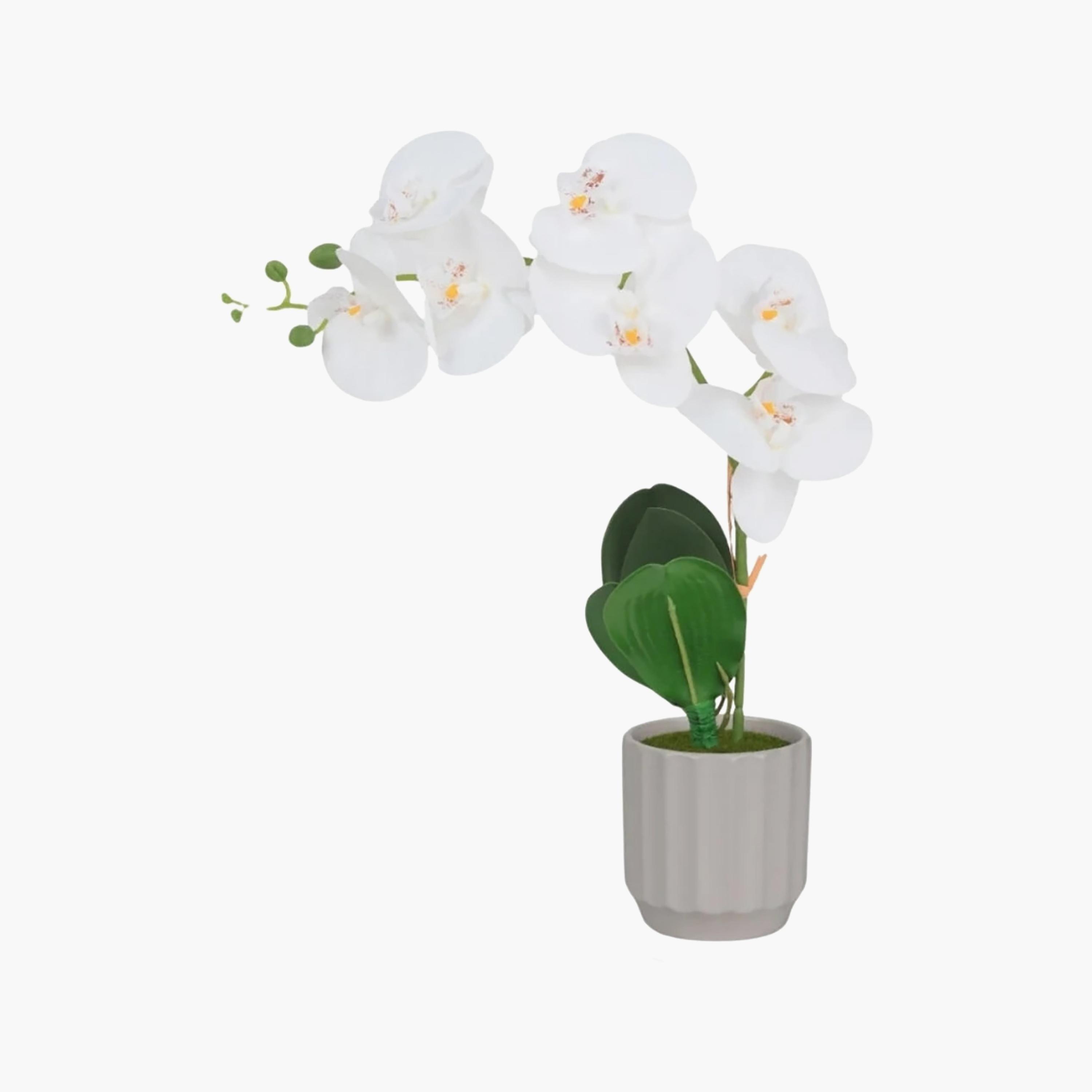 نبتة أوركيد صناعية مع إناء سيراميك من ماريا هومز-household-gardenandoutdoor-artificialflowersandplants-flowers-image-2